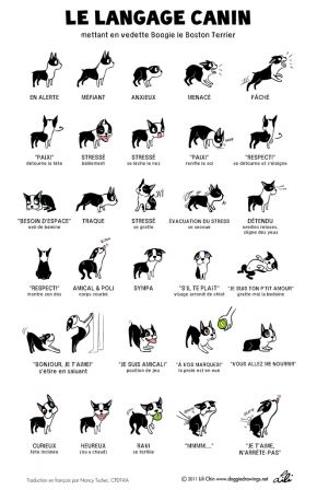 Le langage canin